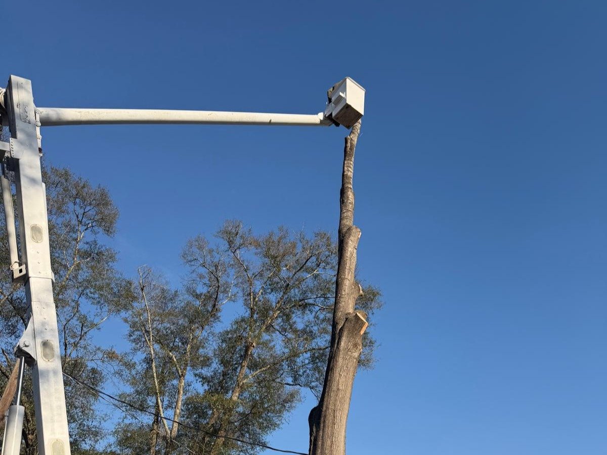 El Costeño Tree Service LLC